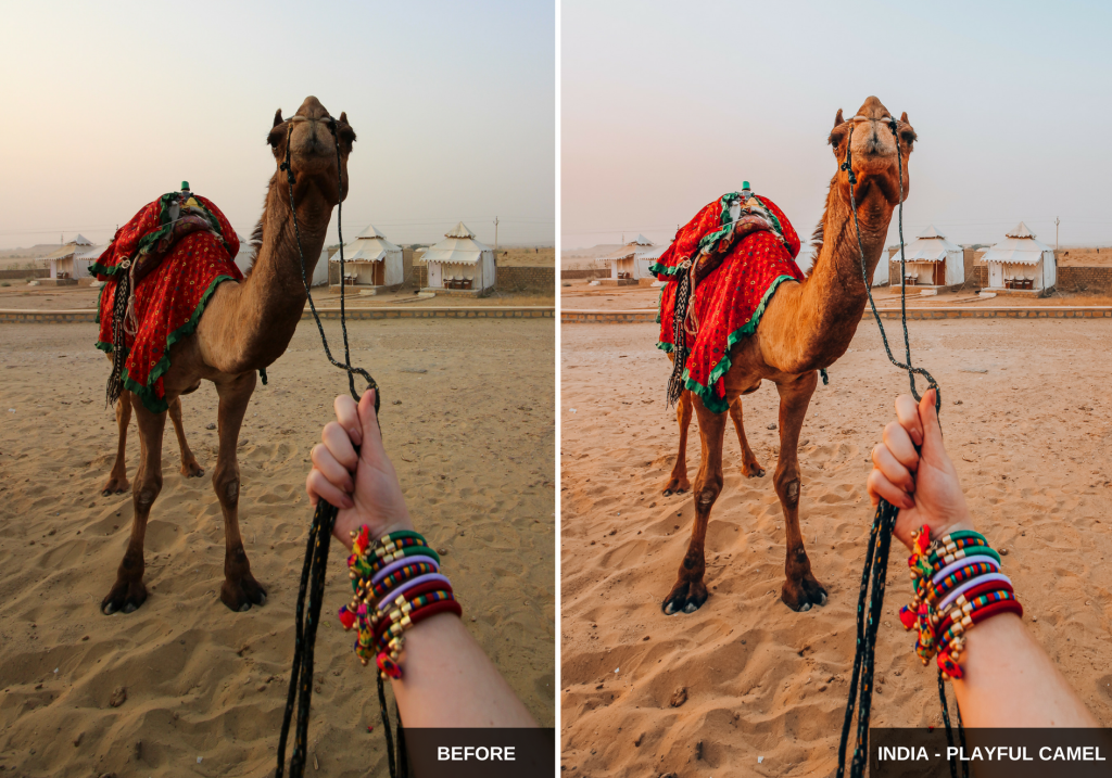 India- playful camel - Wherelifeisgreat Lightroom presets, Oriental vibes pack