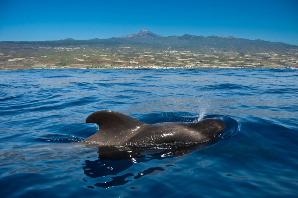 Dolphins Costa Adeje